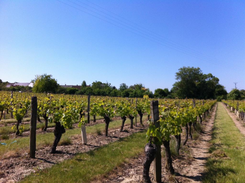 La Balastiere Beaumont-en-Veron Luaran gambar
